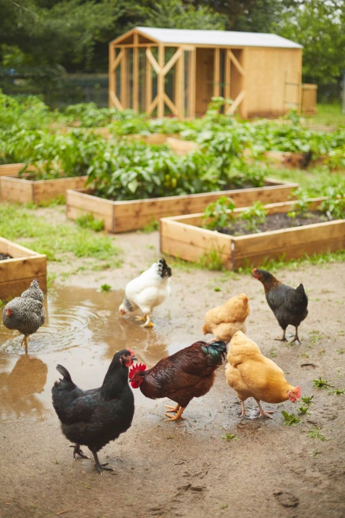 chickens garden box